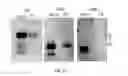 Fig. 09 - Use of Immune Suppressive Peptides as Adjuvants