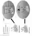 Fig. 08 - CD200 inhibitors and methods of use thereof