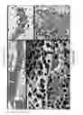 Fig. 28 - CD200 inhibitors and methods of use thereof