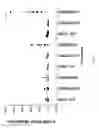 Fig. 09 - Mini-intronic plasmid DNA vaccines in combination with LAG3 blockade