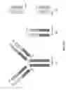 Fig. 06 - RNA-CODED ANTIBODY
