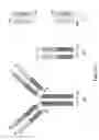 Fig. 06 - RNA-CODED ANTIBODY