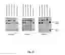 Fig. 20 - RNA-CODED ANTIBODY