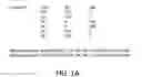 Fig. 02 - Stable Anti-inflammatory Solutions for Injection