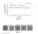 Fig. 08 - Polymeric prodrug of disulfiram and application thereof