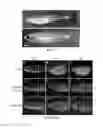 Fig. 02 - Immune-compromised zebrafish