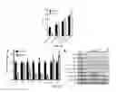 Fig. 06 - Immune-compromised zebrafish