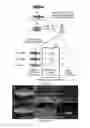 Fig. 10 - Immune-compromised zebrafish