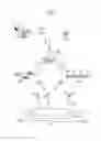 Fig. 03 - SKIN PRINTING AND AUTO-GRAFTING