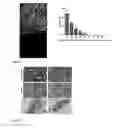 Fig. 03 - Engineered neural tissue