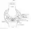 Fig. 02 - Cartilage-damage treatment agent and method for producing same