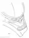 Fig. 05 - LACROSSE POCKET STRING LOCK