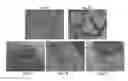 Fig. 08 - Coating methods using organosilica materials and uses thereof