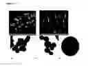 Fig. 02 - Synthesis of functionalized carbon microspheres and their catalyst activity in C—O and C—N bond formation reactions