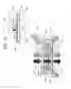 Fig. 11 - Flow cell for nucleic acid analysis and nucleic acid analyzer