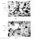 Fig. 03 - Article for magnetic heat exchange and method of manufacturing the same