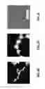 Fig. 11 - Synthesis of chiral nanoparticles using circularly polarized light