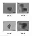 Fig. 15 - Synthesis of chiral nanoparticles using circularly polarized light
