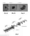 Fig. 17 - Synthesis of chiral nanoparticles using circularly polarized light