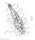 Fig. 02 - Multipiece spring link