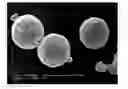 Fig. 01 - METHOD FOR MAKING SPHERICAL COBALT OXYHYDROXIDE