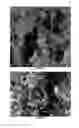 Fig. 02 - BIOCATALYST COMPOSITIONS AND PROCESSES FOR USE