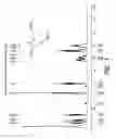 Fig. 02 - Methods and compositions for making an amino acid triisocyanate
