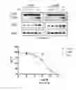 Fig. 09 - NOVEL BISAMINOQUINOLINE COMPOUNDS, PHARMACEUTICAL COMPOSITIONS PREPARED THEREFROM AND THEIR USE
