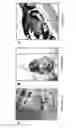 Fig. 14 - NOVEL BISAMINOQUINOLINE COMPOUNDS, PHARMACEUTICAL COMPOSITIONS PREPARED THEREFROM AND THEIR USE