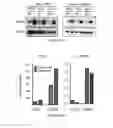 Fig. 18 - NOVEL BISAMINOQUINOLINE COMPOUNDS, PHARMACEUTICAL COMPOSITIONS PREPARED THEREFROM AND THEIR USE
