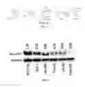 Fig. 03 - METHOD OF TREATING OR PREVENTING RAS-MEDIATED DISEASES