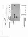 Fig. 32 - PYRAZOLO PYRIMIDINE DERIVATIVES AND METHODS OF USE THEREOF