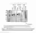 Fig. 06 - Chromatography matrices including novel protein a based ligands