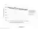 Fig. 10 - Chromatography matrices including novel protein a based ligands