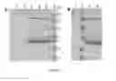 Fig. 05 - SIGNAL SEQUENCE FOR PROTEIN EXPRESSION IN PICHIA PASTORIS