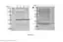 Fig. 07 - SIGNAL SEQUENCE FOR PROTEIN EXPRESSION IN PICHIA PASTORIS