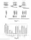 Fig. 06 - Cyclic peptides as ADAM protease inhibitors