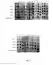 Fig. 03 - Peptides derived from Campylobacter jejuni and their use in vaccination
