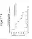 Fig. 12 - Growth differentiation factor 15 (GDF-15) constructs