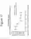 Fig. 18 - Growth differentiation factor 15 (GDF-15) constructs
