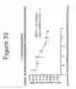 Fig. 40 - Growth differentiation factor 15 (GDF-15) constructs