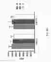 Fig. 78 - Methods of treating of diabetes and obesity using FGF21 mutants