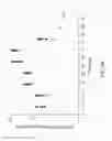 Fig. 89 - Methods of treating of diabetes and obesity using FGF21 mutants