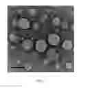 Fig. 03 - GENERATION OF HEMOGLOBIN-BASED OXYGEN CARRIERS USING ELASTIN-LIKE POLYPEPTIDES