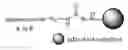 Fig. 01 - Affinity chromatography matrix