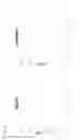 Fig. 12 - GRAM-POSITIVE BACTERIA SPECIFIC BINDING COMPOUNDS