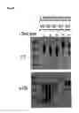 Fig. 29 - GRAM-POSITIVE BACTERIA SPECIFIC BINDING COMPOUNDS