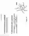Fig. 20 - Methods for isolating antibodies that bind sclerostin