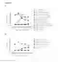 Fig. 18 - Humanized or chimeric CD3 antibodies