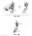 Fig. 29 - Anti-FGFR3 antibodies and methods using same